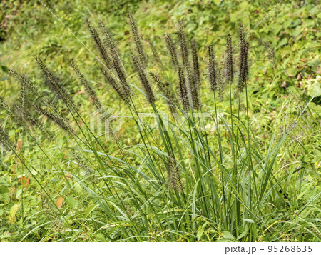 チカラシバ 95268635