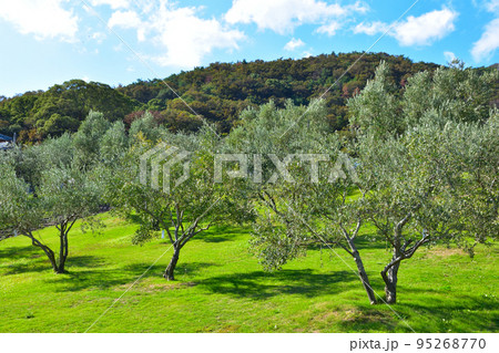 小豆島オリーブ園 小豆島オリーブ園 95268770