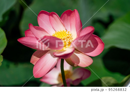 A pink lotus flower sways in the wind, Nelumbo nucifera. Against the background of their green leaves. Lotus field on the lake in natural environment. A pink lotus flower sways in the wind, Nelumbo nucifera. Against the background of their green leaves. Lotus field on the lake in natural environment. 95268832