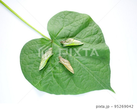 イモムシ　芋虫　幼虫　ナミアゲハ　アゲハチョウ　蛹 95269042