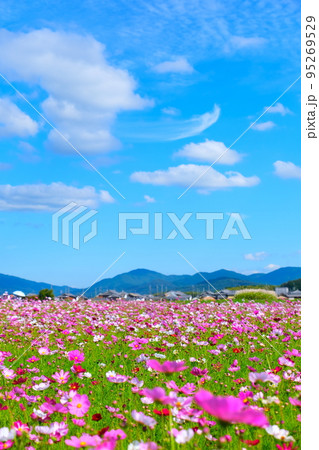 藤原宮跡のコスモス 95269529