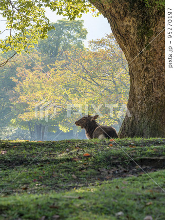 大きな木の幹で休む奈良公園の鹿の写真素材 [95270197] - PIXTA