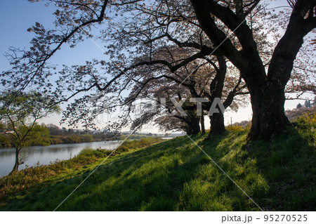 一目千本桜（宮城県） 95270525