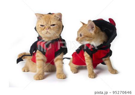 Two little cats wearing devil costume for halloween. Two little cats wearing devil costume for halloween. 95270646