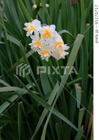 ヤエザキニホンズイセン ヤエザキニホンズイセン 95270717