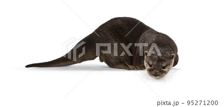 Asian small clawed otter on white background 95271200
