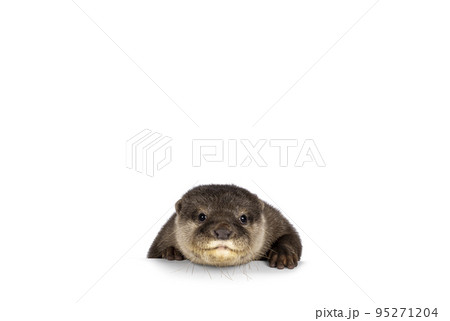 Asian small clawed otter on white background Asian small clawed otter on white background 95271204
