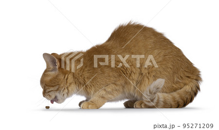 Red house cat on white background 95271209