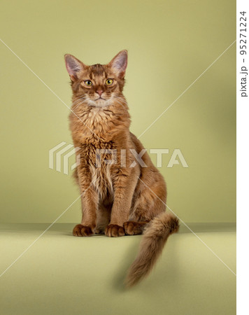 Somali cat on green background 95271224