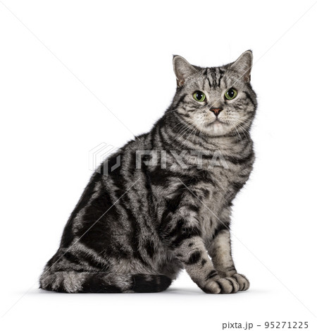 Silver British Shorthair cat on white background 95271225