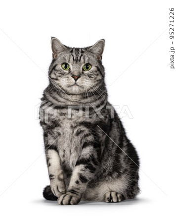 Silver British Shorthair cat on white background 95271226