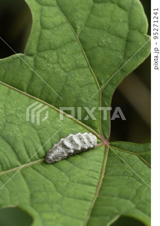 ヤブガラシの葉に止まる白いクロヒラタアブの幼虫 95271241