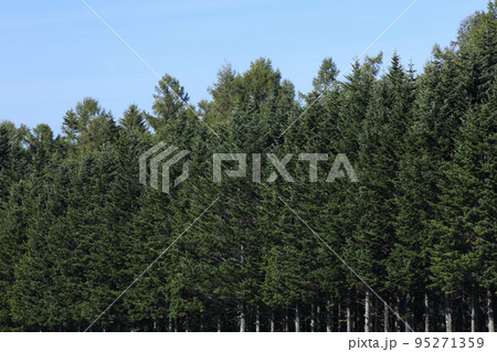 北海道 トドマツ 北海道 トドマツ 95271359