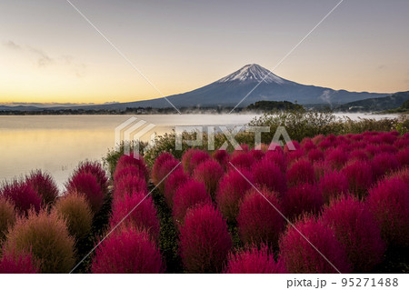 河口湖　大石公園　赤く染まるコキアと富士山 95271488
