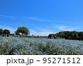 青の空とネモフィラ 95271512