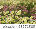 秋風のコスモス 95271585