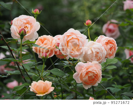 バラ「アンブリッジ・ローズ」 95271672