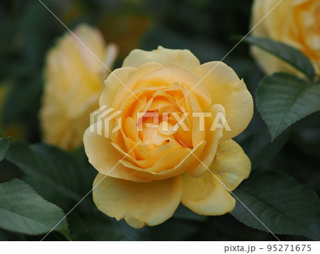 バラ「ジュリア・チャイルド」 バラ「ジュリア・チャイルド」 95271675