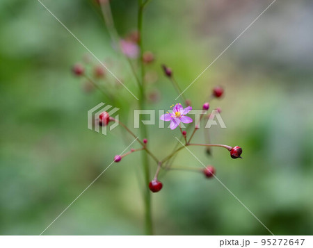 とても小さなハゼラン 95272647