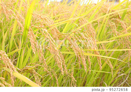 収穫間近の稲穂 収穫間近の稲穂 95272658