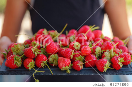 Fresh organic strawberries , over dark background Fresh organic strawberries , over dark background 95272896