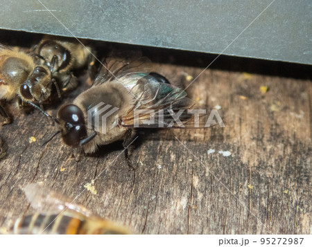 巣箱から出てきたニホンミツバチのオス　A male of  Japanese Honey Bee 95272987