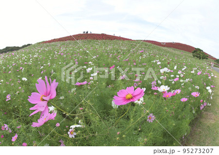 コスモス咲きはじめ　みはらしの丘 95273207