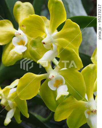 バンダ・デニソニアナ Vanda denisoniana バンダの原種 バンダ・デニソニアナ Vanda denisoniana バンダの原種 95273217