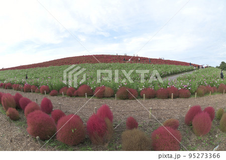 みはらしの丘、真っ赤なコキア 95273366