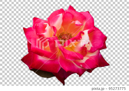 [Cutout photo material] rose 95273775