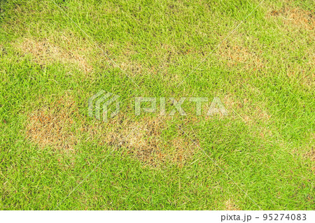 Pests and disease cause amount of damage to green lawns, lawn in bad condition and need maintaining Pests and disease cause amount of damage to green lawns, lawn in bad condition and need maintaining 95274083