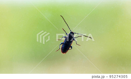 A large beetle with a mustache crawls on glass in the summer, background. Biology 95274305