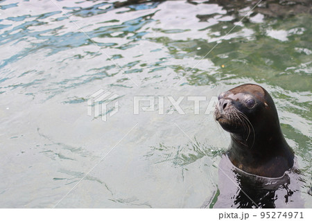 オタリア 95274971