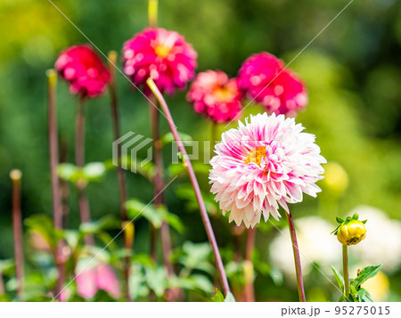 カラフルで美しい満開のダリア 95275015
