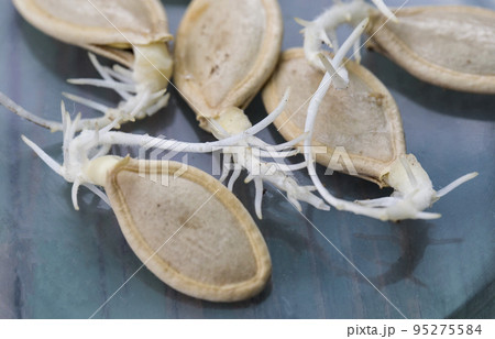 sprouted pumpkin seeds, close-up. Agriculture, planting seeds in spring, macro sprouted pumpkin seeds, close-up. Agriculture, planting seeds in spring, macro 95275584