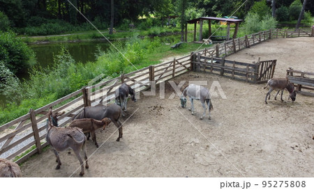 Donkey farm. Aerial drone view flight over many donkeys in corral on donkey farm on sunny day. Domestic rural animals in village. Herd of livestock and domestic animal grazing in paddock in summer 95275808