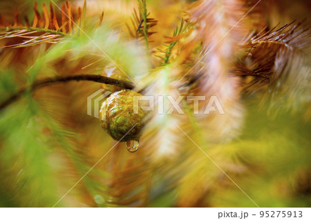 林 森 樹林 95275913