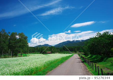 晩夏の木曽馬の里 蕎麦の花満開の畑 晩夏の木曽馬の里 蕎麦の花満開の畑 95276344