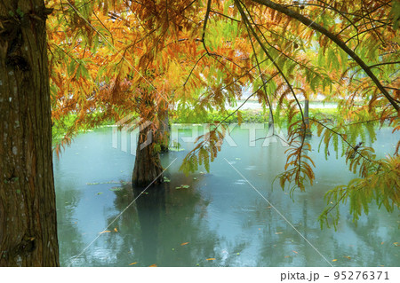 林 森 樹林 95276371