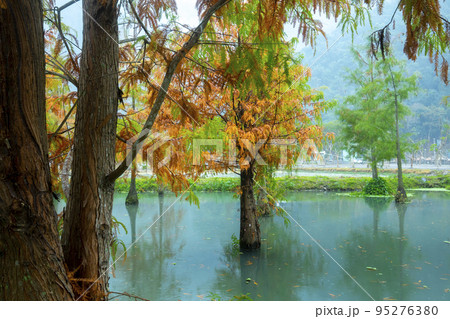 林 森 樹林 95276380