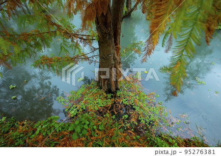 林 森 樹林 95276381