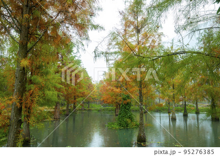 林 森 樹林 95276385