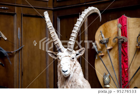 A stuffed goat with long horns. Wildlife hunting concept, close-up, outdoors A stuffed goat with long horns. Wildlife hunting concept, close-up, outdoors 95276533