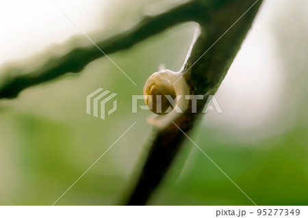 Macro photo of a snail on a branch in the forest, Design for background 95277349