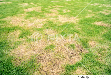 Front yard with garden design, Peaceful Garden, Path in the garden. Pests and disease cause amount of damage to green lawns, lawn in bad condition and need maintaining Front yard with garden design, Peaceful Garden, Path in the garden. Pests and disease cause amount of damage to green lawns, lawn in bad condition and need maintaining 95277360