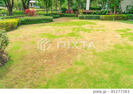 Pests and disease cause amount of damage to green lawns, lawn in bad condition and need maintaining, Landscaped Formal Garden, Front yard with garden design, Peaceful Garden, Path in the garden. 95277363