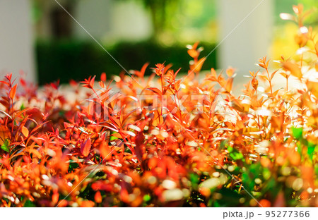 Focus on the background and take a blurred blur with the copy area. Orange leaves in the garden and morning sunshine 95277366