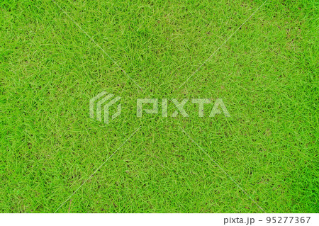 Green grass texture background, Green lawn, Backyard for background, Grass texture, Green lawn desktop picture, Park lawn texture. Green grass texture background, Green lawn, Backyard for background, Grass texture, Green lawn desktop picture, Park lawn texture. 95277367