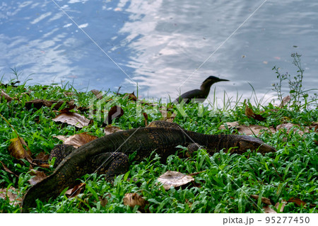 大都会に生息する大トカゲ (Varanus salvator) Bangkok 大都会に生息する大トカゲ (Varanus salvator) Bangkok 95277450