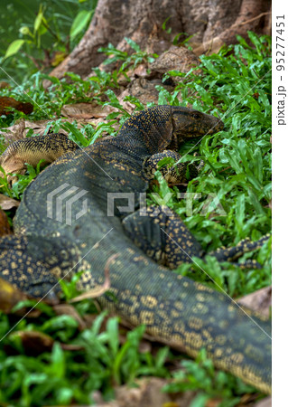大都会に生息する大トカゲ (Varanus salvator) Bangkok 大都会に生息する大トカゲ (Varanus salvator) Bangkok 95277451